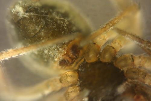 Réf. 309 565 : Diplocephalus helleri